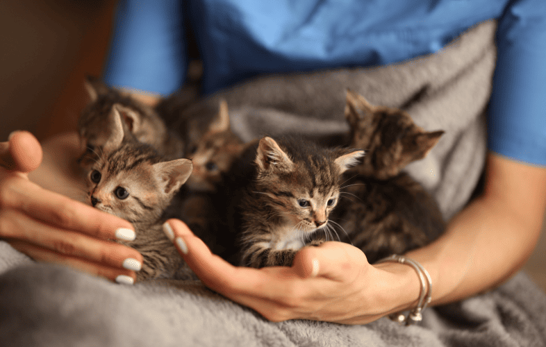 1838The MSPCA-Angell to Rescue Vermont Pets From Montpelier Animal Shelter