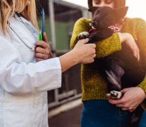 national-nonprofit-petco-love-invests-in-the-mspca-angell-to-save-and-improve-the-lives-of-pets-in-massachusetts