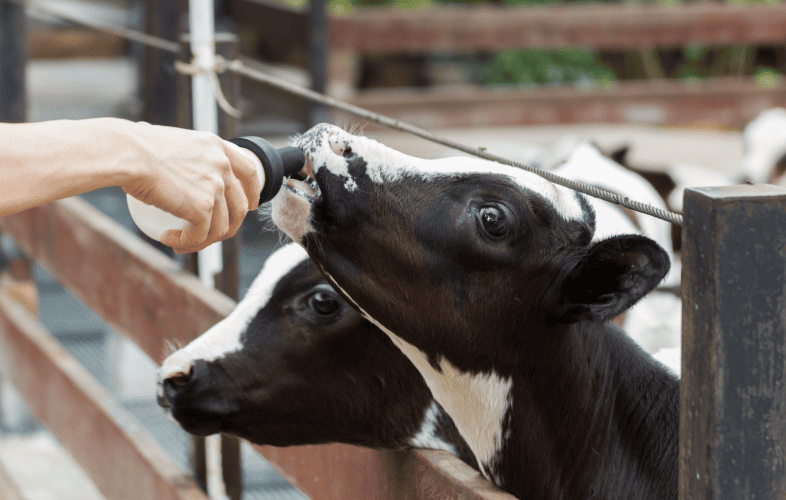 3441MSPCA Among Massachusetts Animal Protection Organizations Looking Forward to Implementation of Ballot Question