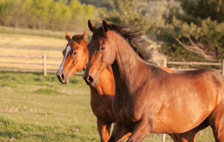1857MSPCA at Nevins Farm Holding Fee-Waived Adoptathon for Companion Horses!