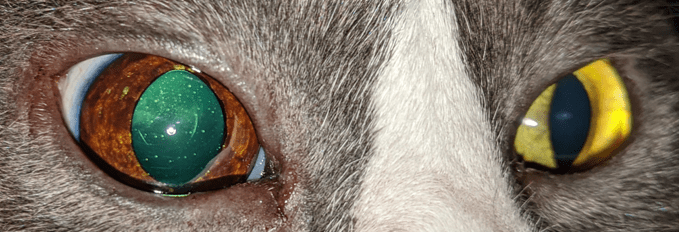 Feline Iris Hyperpigmentation • MSPCA-Angell