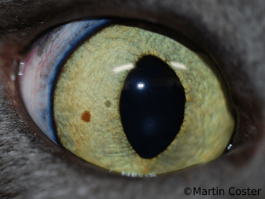 Feline Iris Hyperpigmentation • MSPCA-Angell