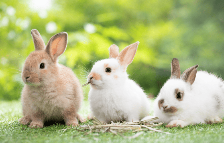 1887Maximum Capacity: MSPCA-Angell Sounds Alarm for Small Animal Adopters as Cages Fill Up!
