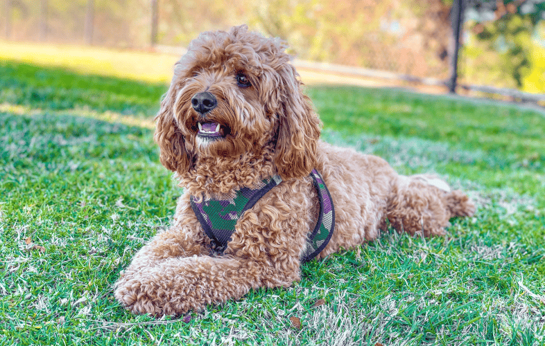 3430Young Cavapoo Needs Surgery to Mend “Broken Heart” Before Loving Home Can Be Found