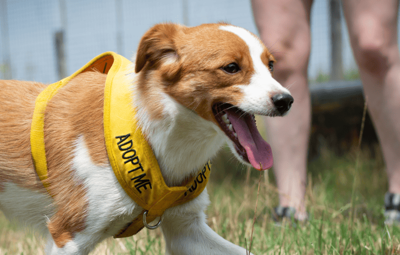 1926The MSPCA-Angell Sets Record for Dogs Adopted Amid Ongoing National Population Crisis