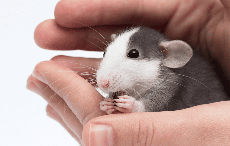 1863MSPCA at Nevins Farm Waives Adoption Fees for Mice with Record Number in its Care