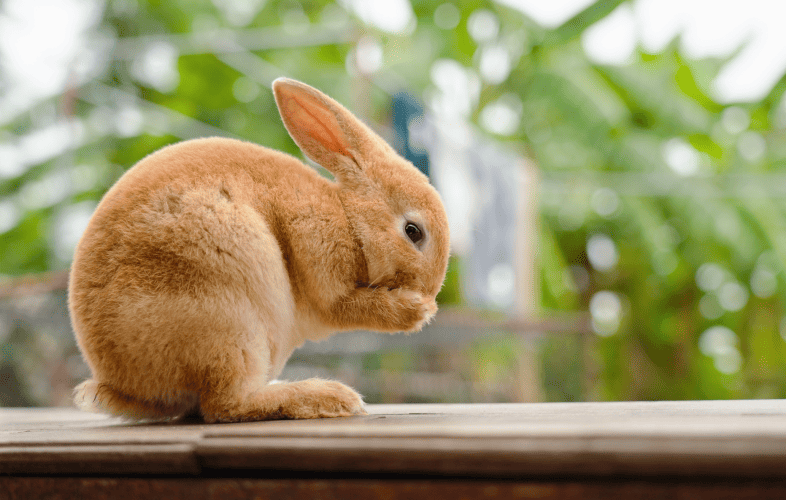 3433MSPCA-Angell and Lowell Humane Society Sound Alarm for Guinea Pig and Rabbit Adopters!