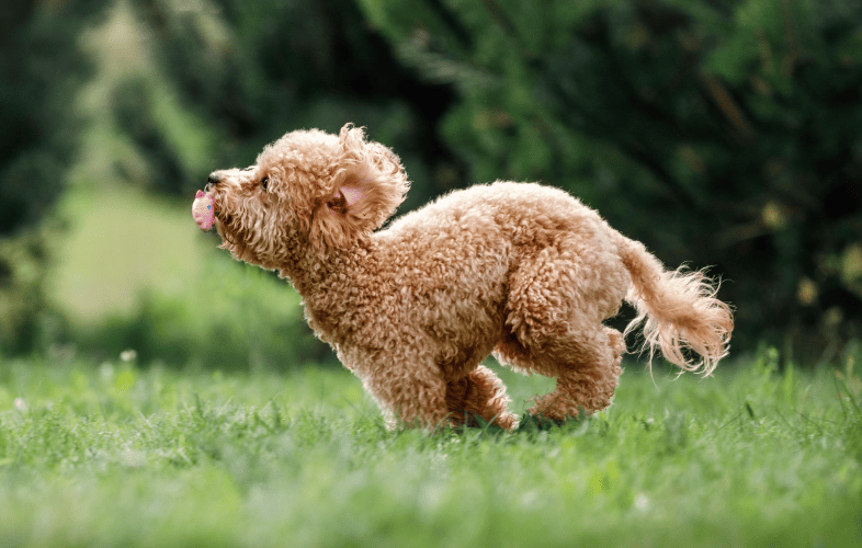 1923Homeless Young Poodle Mix Needs Leg Amputation, Additional Surgery to Live All-New Life