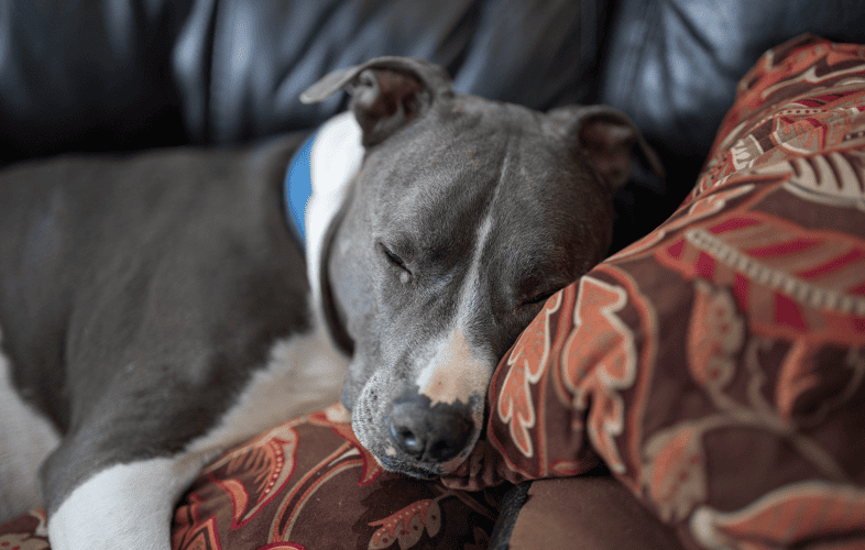 1870MSPCA-Angell Seeks “Special Adopters” for Two Sweet Dogs Involved in Animal Cruelty Case