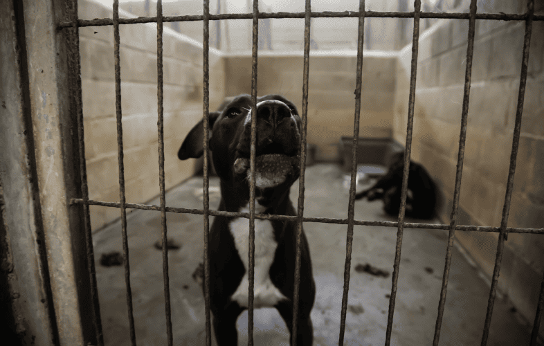 879MSPCA-Angell Holding Fee-Waived Adoptathon for “Underdogs”!