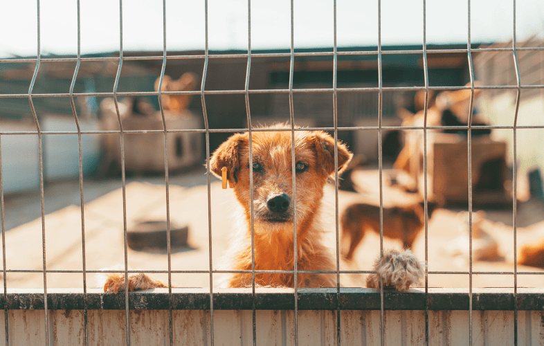 1836MSPCA at Nevins Farm Issues Call for Adopters Following Large Surrender