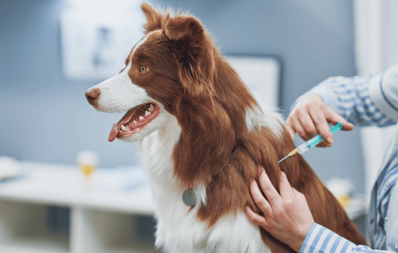 877Dogs in Danger: Euthanasia Threat Remains as Nationwide Adoption Dearth Lingers