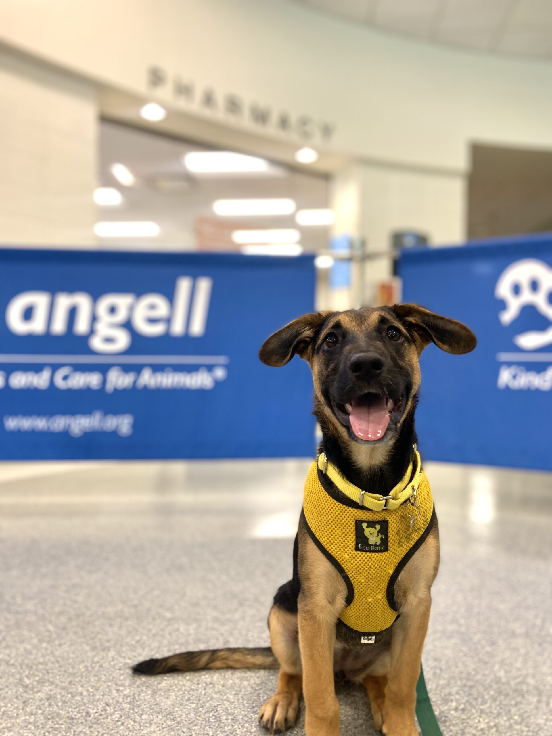 Dog in Angell Lobby