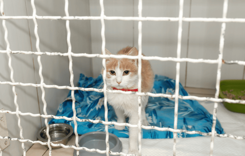 1893What a Year! As 2023 Draws to a Close, the MSPCA-Angell Reflects on the Year’s Top 10 Animal Survivors