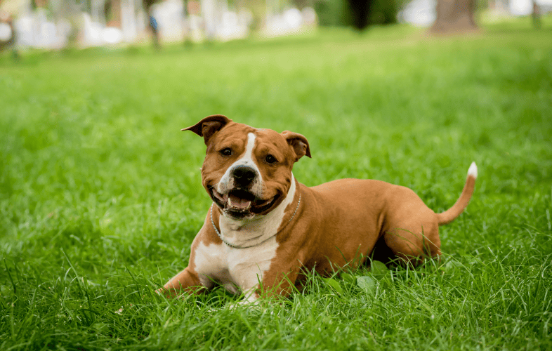 1883MSPCA-Angell Saves Homeless Puppy with Skewer Embedded in His Body