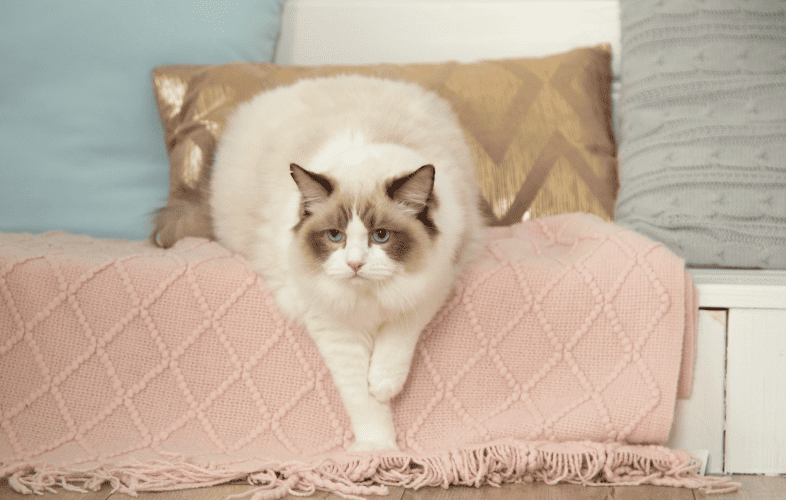 1859Young Purebred Ragdoll Cat Needs Surgery to Repair Broken Hip Before Finding His New Home