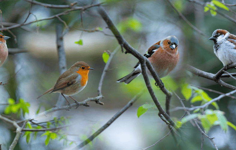 3498MSPCA-Nevins Farm Rescues 65 Birds from Overcrowded Lawrence Home