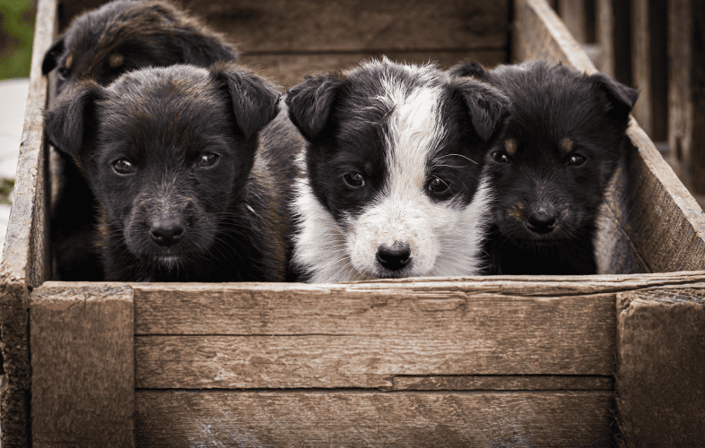 1861MSPCA Issues Call for Adopters for Puppies who are “Lucky to Be Alive”