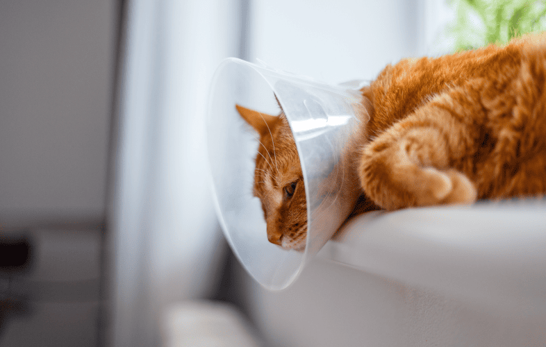1879MSPCA-Angell Searching for Owner of Cat Found with Burn Wounds in Boston