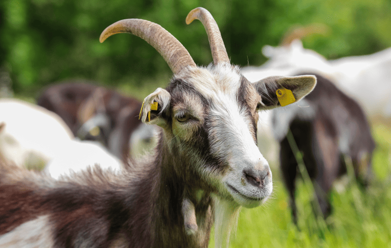 1843Nevins Farm Looking for Adopters for Goats Rescued from Poor Conditions at New York Property