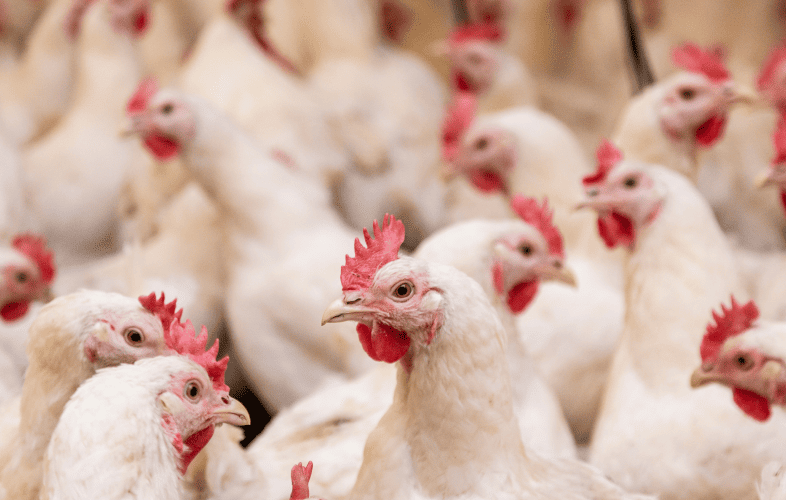 883Nevins Farm Seeks to Rehome More than 100 Animals Recently Surrendered from Ayer Property