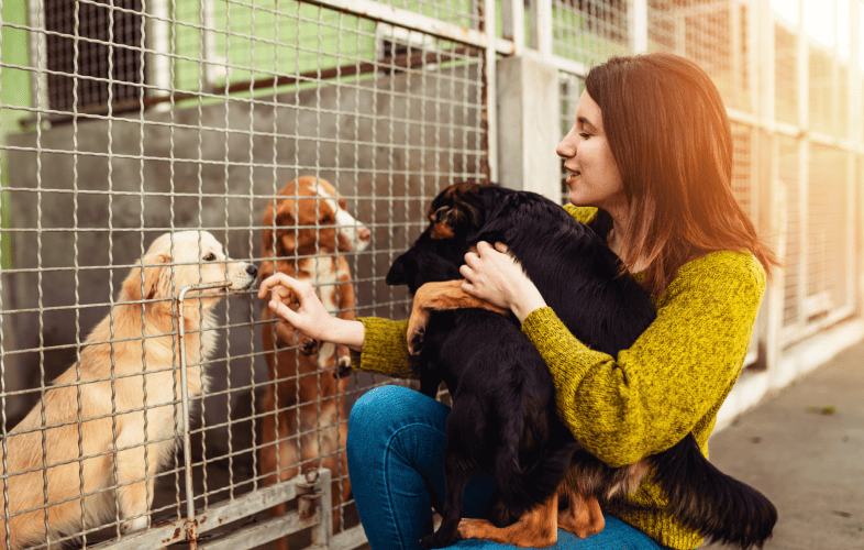 1810MSPCA-Angell Takes in Nearly Two Dozen Purebred and So-Called Designer Dogs from Midwest Commercial Breeders