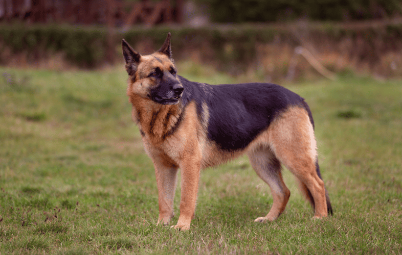 3443MSPCA-Angell Raising Funds to Perform Hip Replacement on Homeless German Shepherd