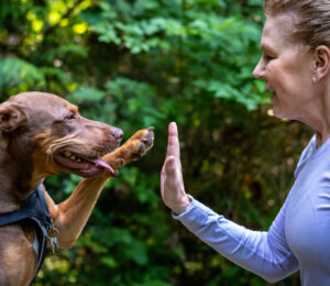 national-nonprofit-petco-love-invests-in-the-mspca-angell-to-save-and-improve-the-lives-of-pets-in-massachusetts-2