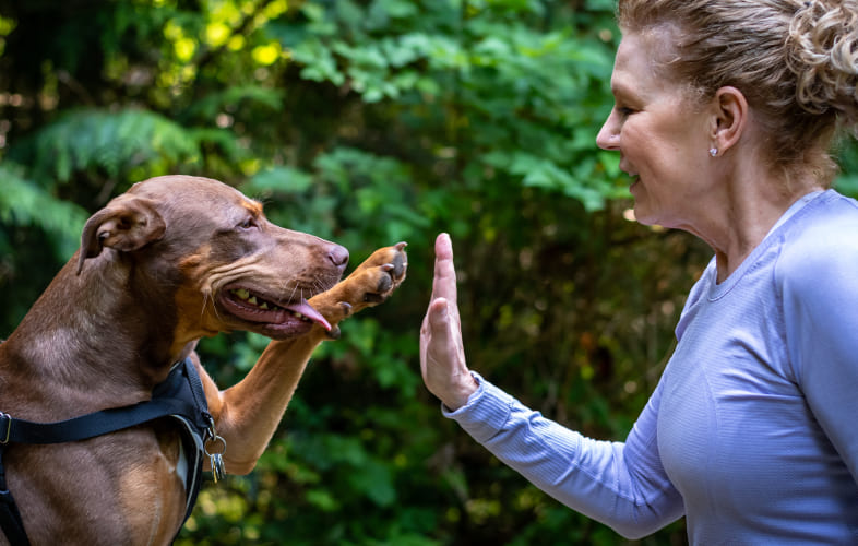 3670National Nonprofit Petco Love Invests in the MSPCA-Angell to Save and Improve the Lives of Pets in Massachusetts