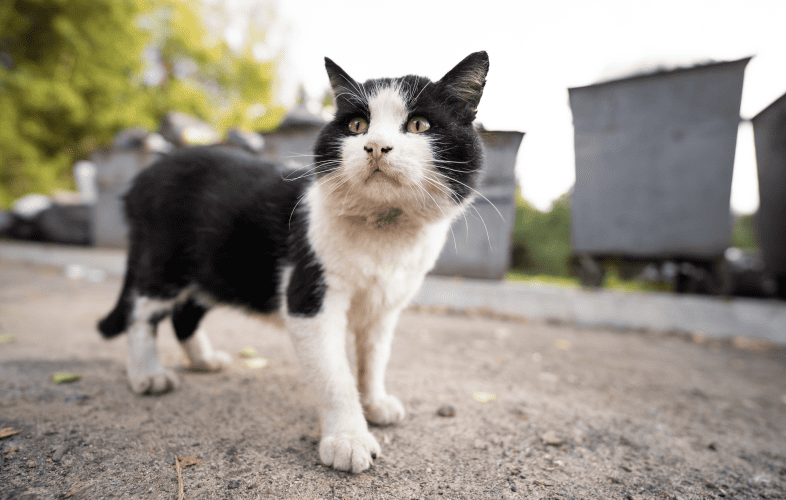 4677What Is a Veterinary Internist?
