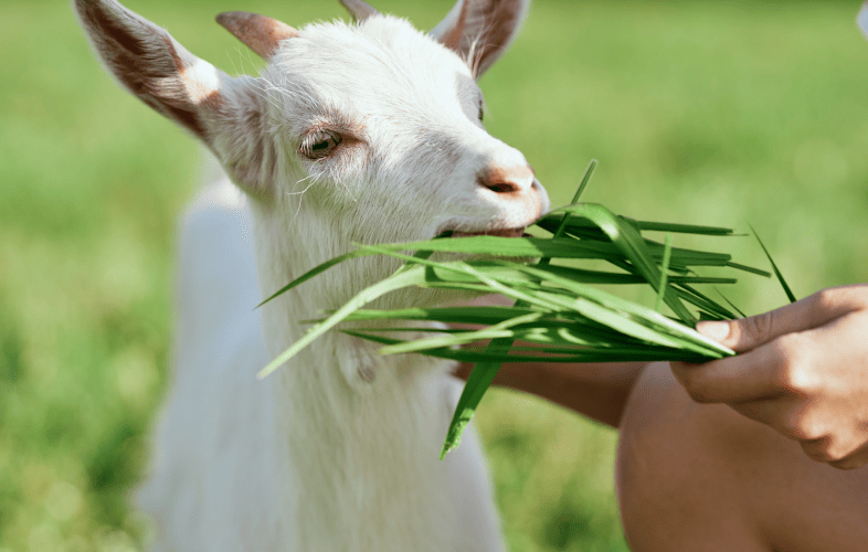 1841MSPCA at Nevins Farm Holding Fee-Waived Open House for Goats!