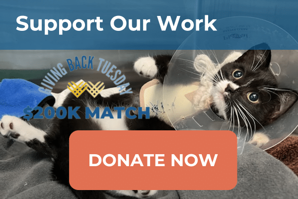 GIVING BACK TUESDAY donate button