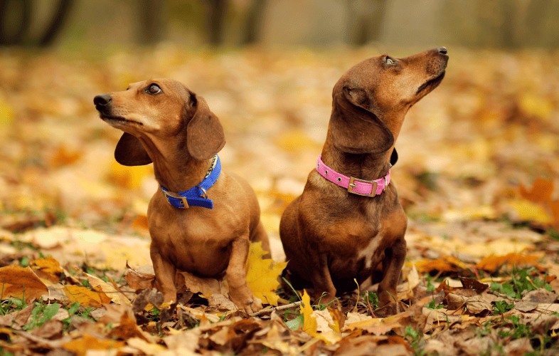 3507MSPCA-Angell Rescues 71 Dachshunds from Westminster Home