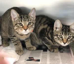 Two kittens are sitting next to each other