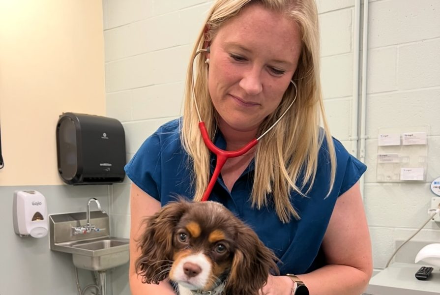A veterinary cardiologist is listening to a dog's heart. The dog is small, sitting on the exam table, and has brown and white fur.