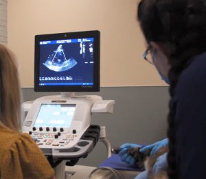 A veterinarian is performing a heart ultrasound on a patient.