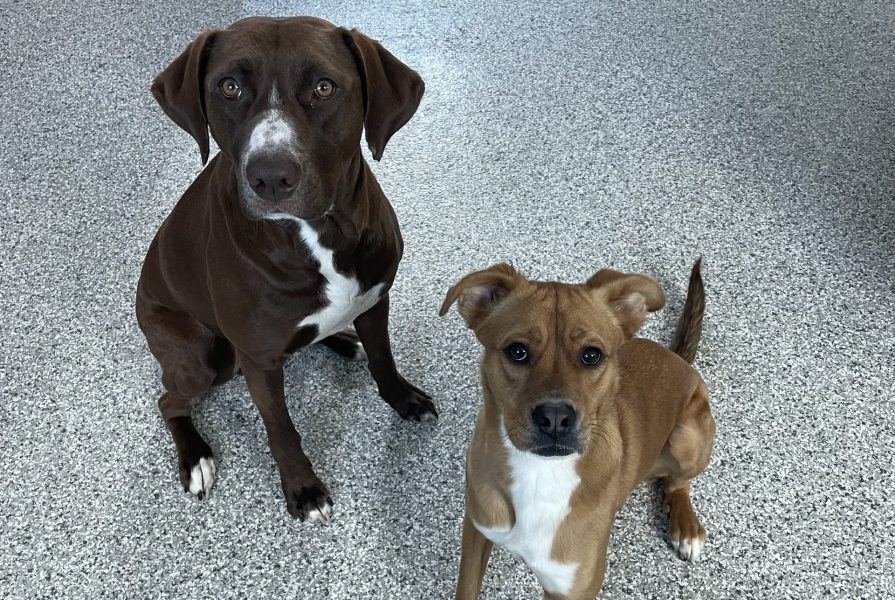 Two dogs sitting together, the one on the right has dark brown and white fur and the other has tan and white fur