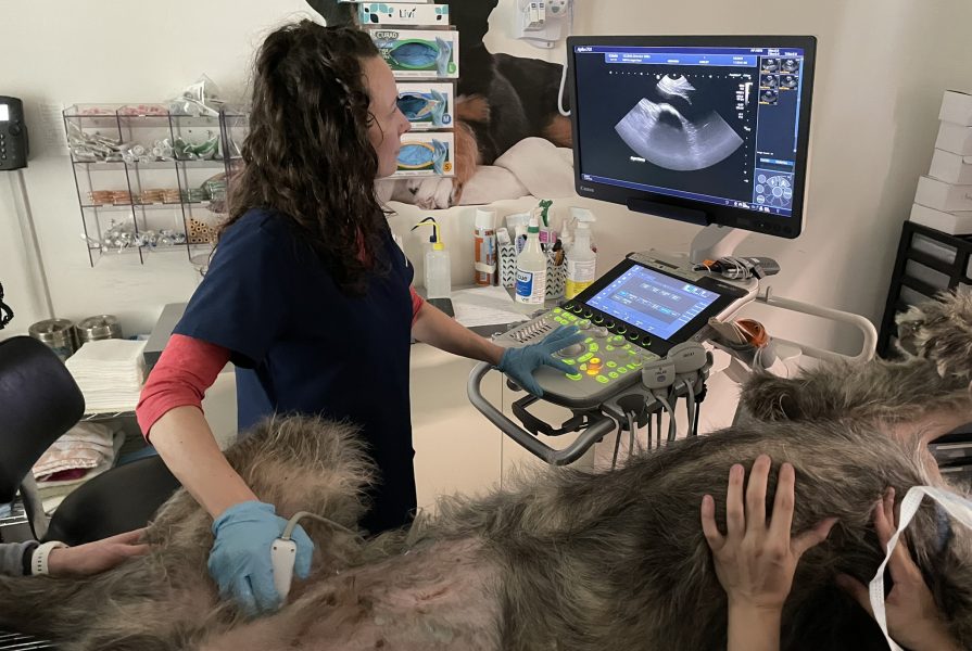 A veterinarian is performing an ultrasound on a dog
