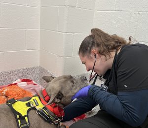 A veterinary nurse is listening to a dog's heart