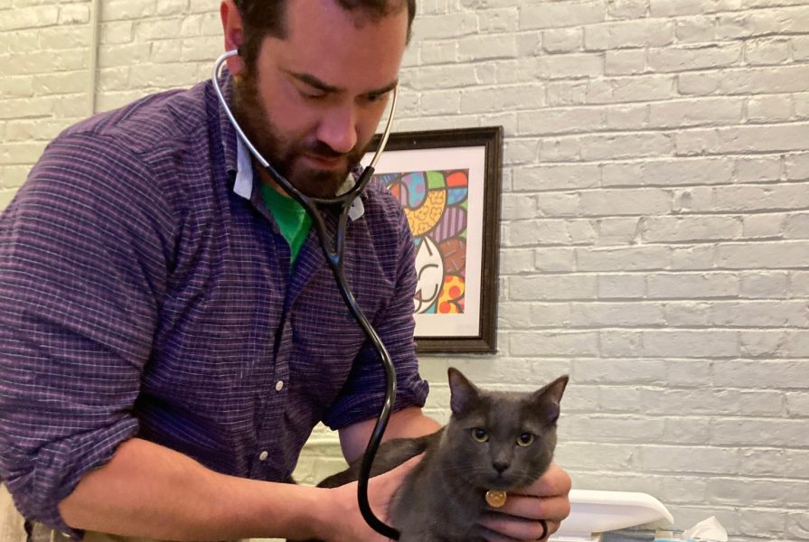 A veterinary doctor is listening to a cat. The cat has gray fur and is on an exam table.