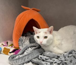A cat with white fur is sitting on blankets next to a peach shaped bed