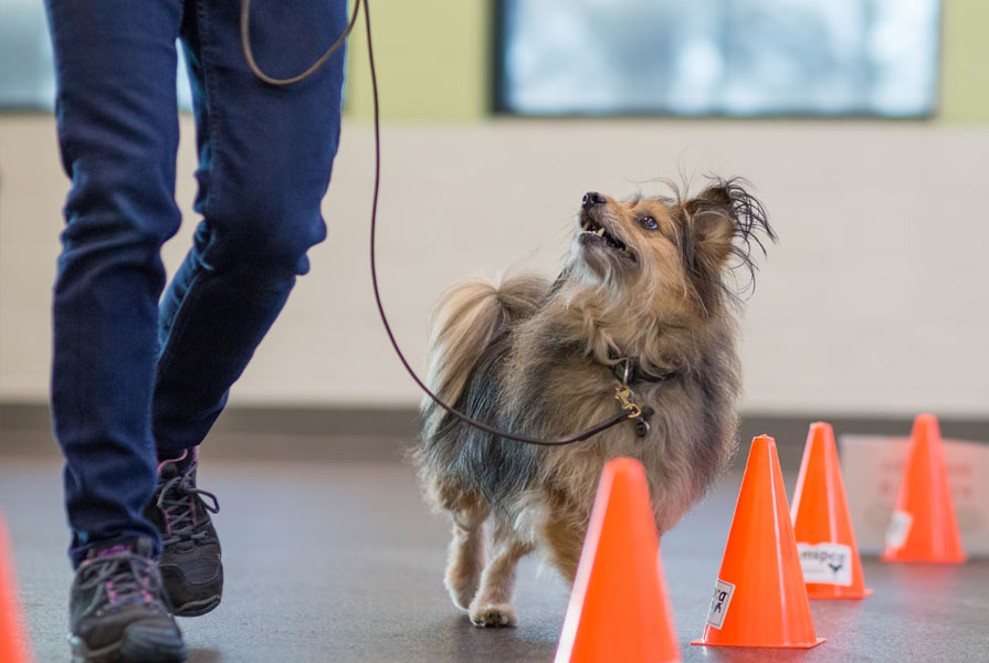 Dog Training One on One Session with Cones