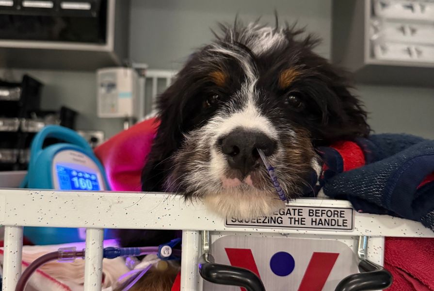 A young dog is resting their head on a crib bar where the dog is resting. The dog has a feeding tube and is attached to a blood pressure machine.