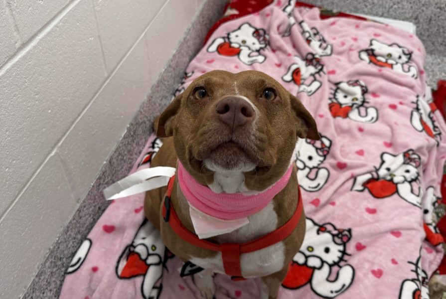 A dog is sitting in their kennel at a veterinary hospital. The dog is sitting on a pink blanket and has a pink bandage around their neck.