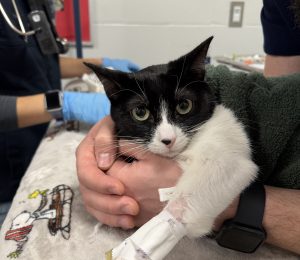 A black and white cat is being held on a treatment table. The cat has an IV catheter.