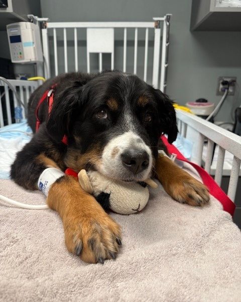 A dog with black, white, and brown fur is resting on a treatment table. Their head is on a stuffed lamb toy.