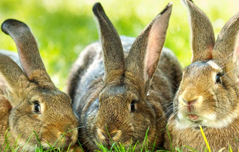 1Introduction to Dermatology in the Exotic Animal Patient