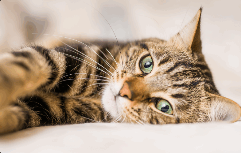 875MSPCA Seeks Very Special Adopters for Young Kitten with Severely Deformed Back Legs
