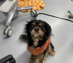 A small dog with brown, white, and black fur is sitting upright looking at the camera