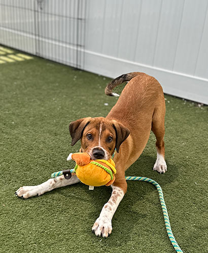 A puppy in a bow stance ready to play